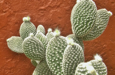 Plantas en Almagro