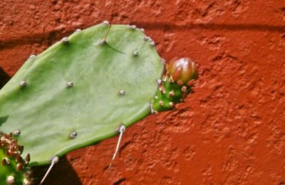 Plantas en Almagro