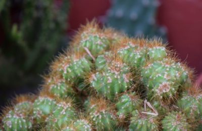 Plantas en Almagro